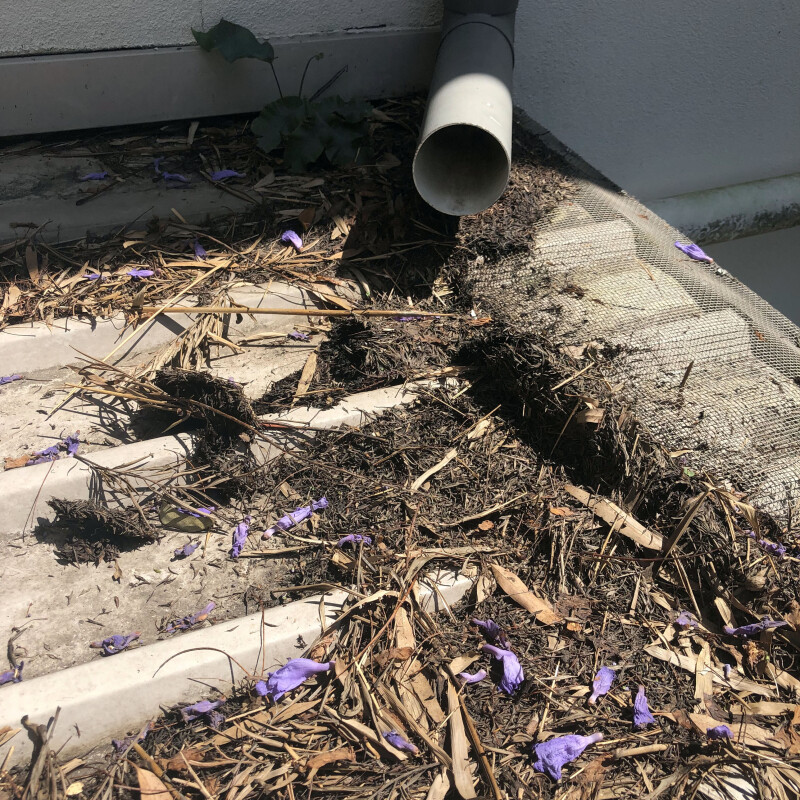 A gutter filled with debris and purple petals